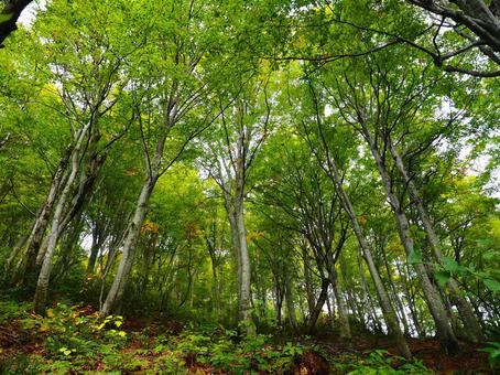 登山道の樹林帯（守門岳） 守門岳,二百名山,樹林帯の写真素材