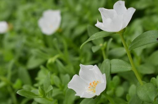 白い花 白い花の写真