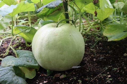 畑の大きなバスケットボールという瓢箪の実 畑,大きな,バスケットボールの写真素材