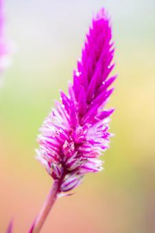 ノゲイトウ⑺の写真