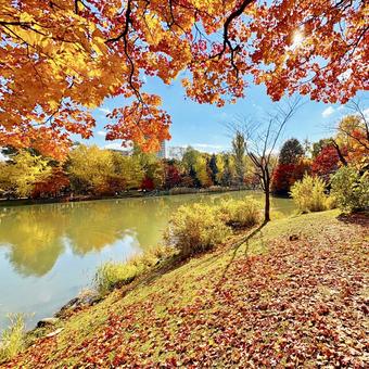 紅葉 札幌 中島公園8 中島公園,紅葉,池の写真素材