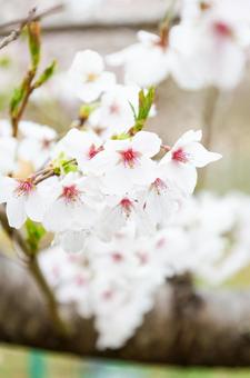桜 桜の写真