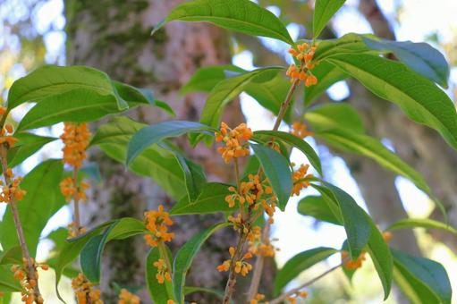 キンモクセイ　蕾 キンモクセイ,金木犀,木の写真素材
