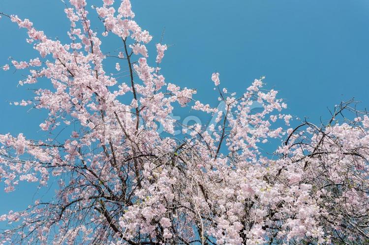 青空と桜６ 桜,ソメイヨシノ,ピンクの写真素材