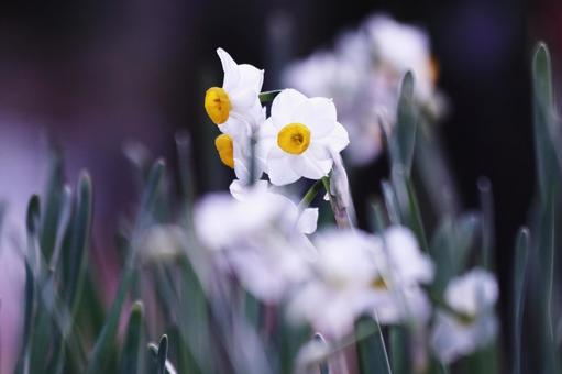 白い水仙の花 白い水仙の花の写真