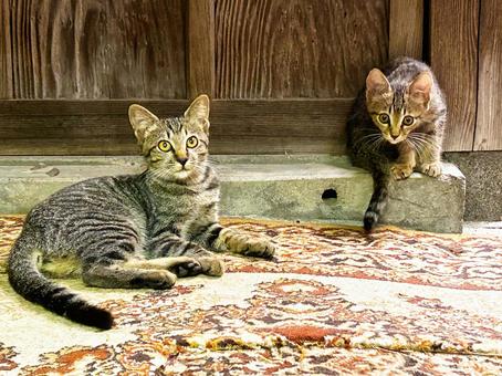 警戒するサバトラの子猫 警戒するサバトラの子猫の写真