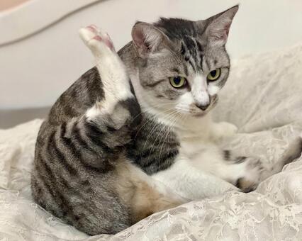 耳を掻くサバ白猫ちゃん 猫,可愛い,サバシロの写真素材