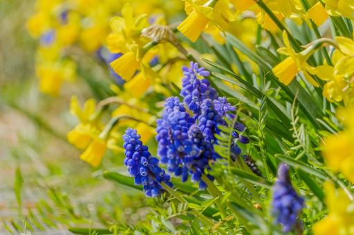 ムスカリとスイセンの春色コントラスト ムスカリ,スイセン,花の写真素材