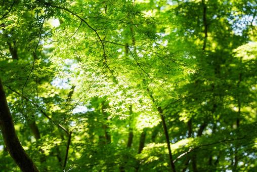 Fresh green maple leaves and sunlight filtering through the trees, JPG Fresh green maple leaves and sunlight filtering through the trees, JPG