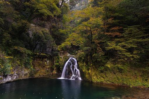 三重-【赤目四十八滝（紅葉）】 赤目四十八滝,赤目四八滝,川の写真素材