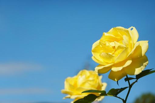 青空と黄色い薔薇 秋,薔薇,花の写真素材