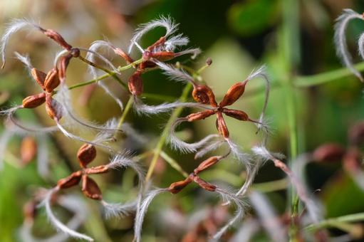 センニンソウ（果実） センニンソウ,仙人草,キンポウゲ科の写真素材