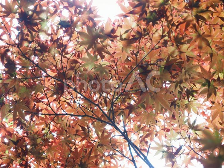 紅葉　秋のイメージ 紅葉,秋イメージ,もみじの写真素材