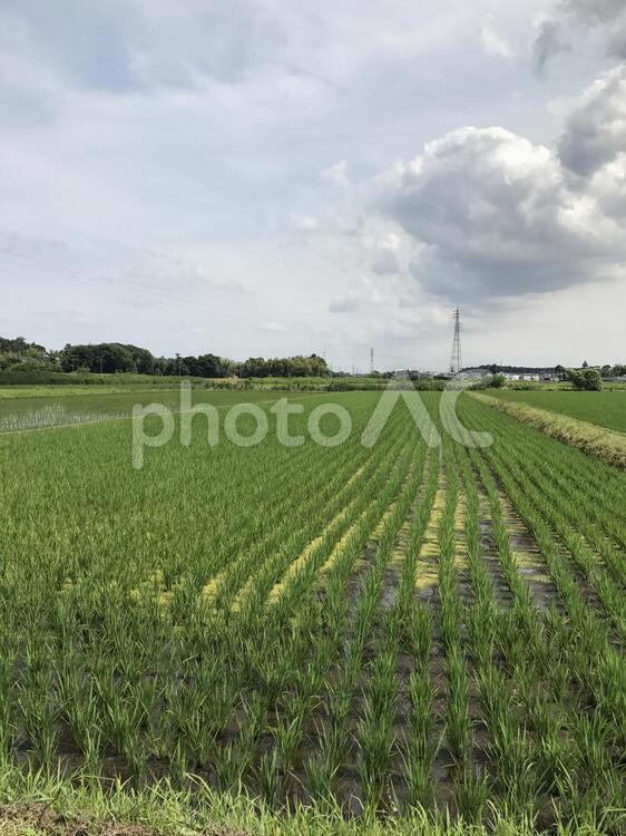 田植え後の稲 田んぼ,田植え,田植え間もない稲の写真素材