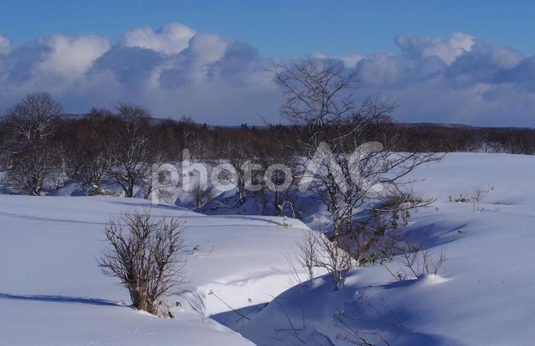 雪原と木4 冬,冬景色,旅の写真素材