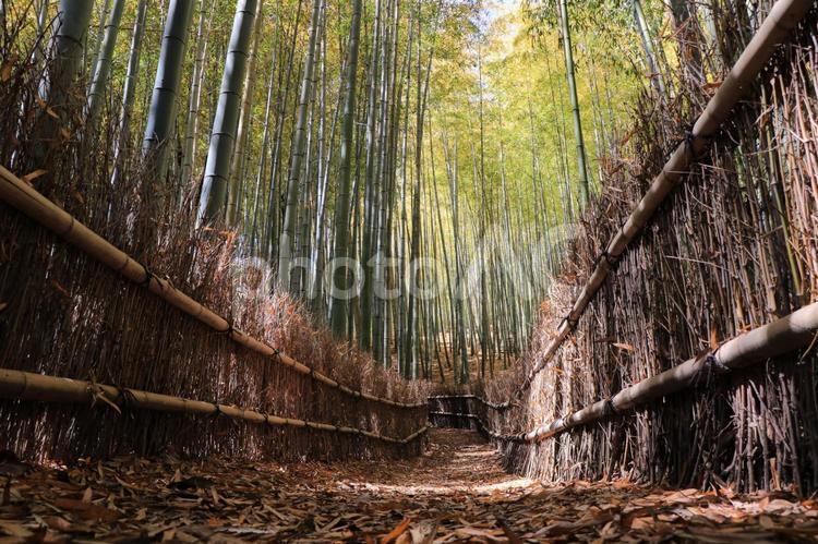 岡山県玉野市　天王池の竹林 天王池の竹林,竹林,竹やぶの写真素材