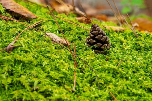 秋の磊々峡(27) 秋,磊々峡,松ぼっくりの写真素材