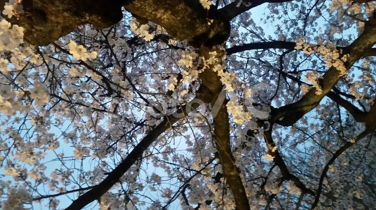 桜の木 春,景色,木の写真素材