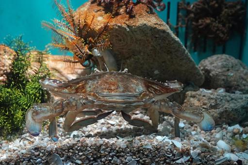 ガザミ ガザミ ガザミ,ワタリガニ,海の写真素材