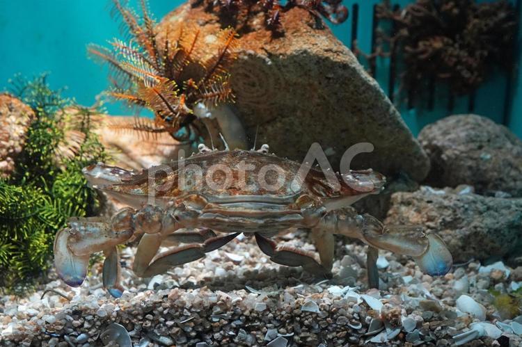 ガザミ ガザミ,ワタリガニ,海の写真素材