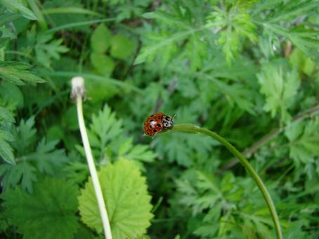 ウンモンテントウ01の写真