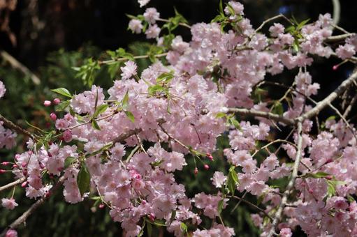 ピンク色の枝垂れ桜 ピンク色の枝垂れ桜の写真
