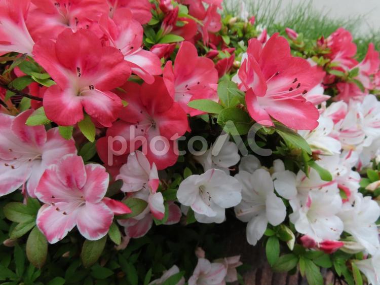 鮮やかなサツキの群生 サツキ,ツツジ,ピンクの花の写真素材
