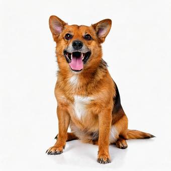笑っている犬 笑っている犬の写真