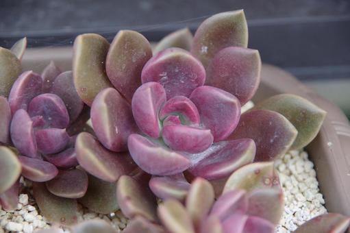 多肉植物 多肉植物の写真