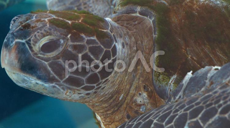 ウミガメ　０２ ウミガメ,うみがめ,海亀の写真素材