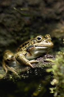 トノサマガエル カエル,蛙,両生類の写真素材