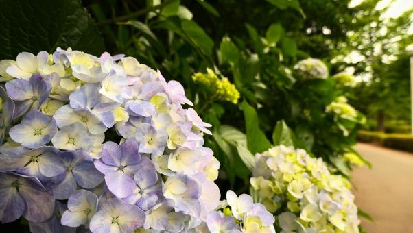 あじさいの花 あじさいの花の写真