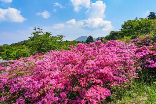 雲仙宝原つつじ公園のミヤマキリシマ ミヤマキリシマ,ツツジ,雲仙の写真素材