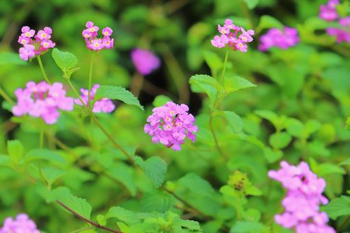 コバノランタナ 紫色の花 コバノランタナ 紫色の花の写真