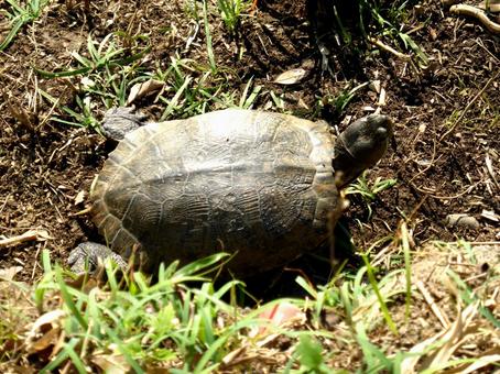 池岸の地面でくつろぐミドリガメ ミドリガメ,亀,爬虫類の写真素材