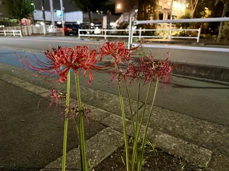 夜の彼岸花 深夜,花,彼岸花の写真素材