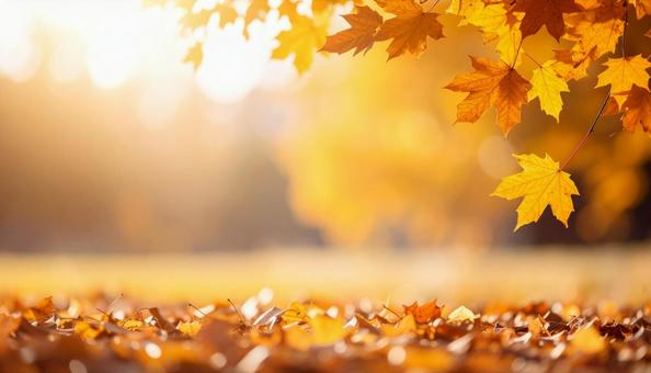 秋のイメージの背景画像 紅葉 野原 秋のイメージの背景画像 紅葉 野原の写真