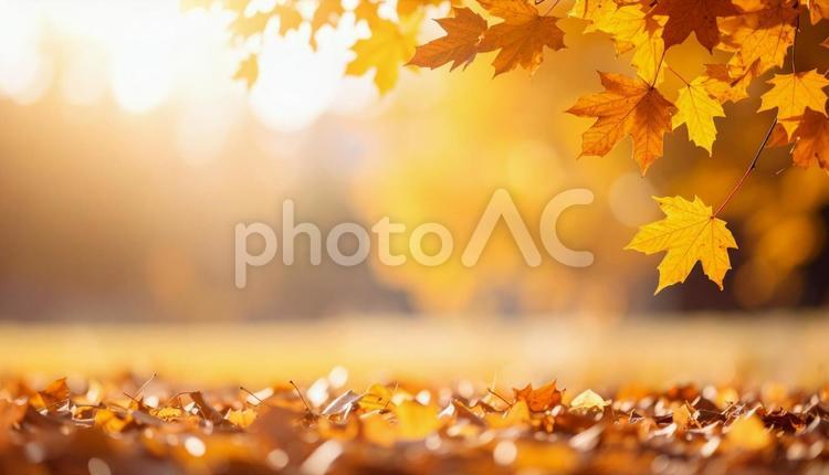 秋のイメージの背景画像　紅葉　野原 秋,葉,風景の写真素材