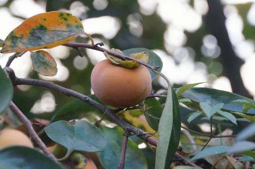 柿 柿の写真