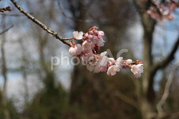 八重畑山桜　その１ 石鳥谷町,花巻市,岩手県の写真素材
