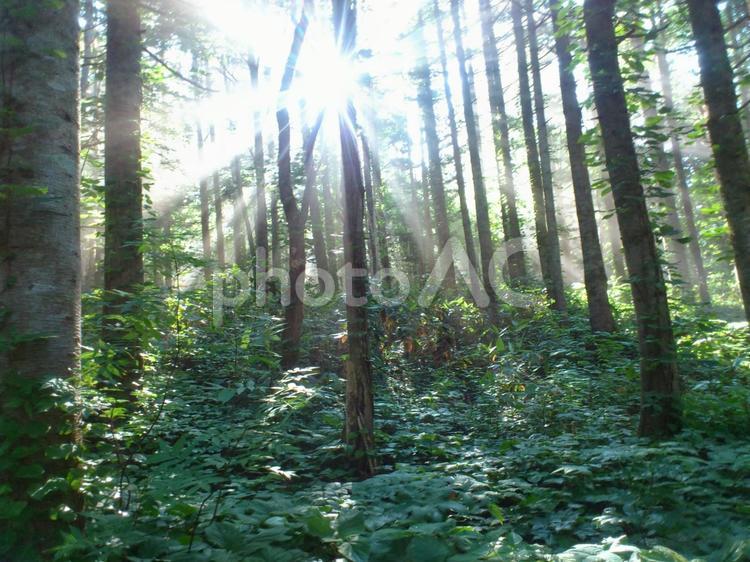 山の中の風景 山,木,光の写真素材