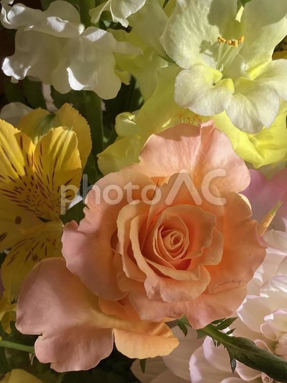 日常を彩る　花たち バラ,オレンジの花,花の写真素材
