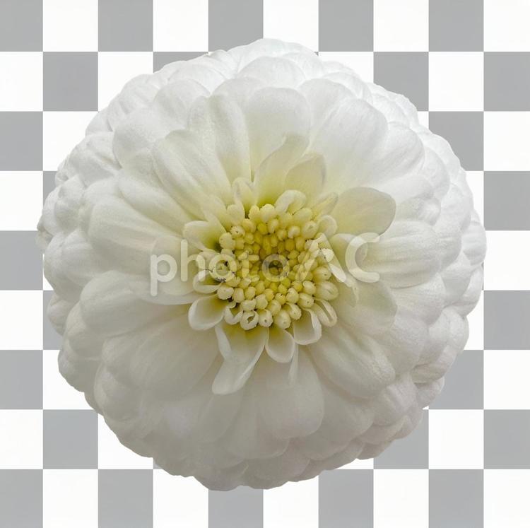 【切り抜きPSD】キク キク,お花畑,5月の写真素材