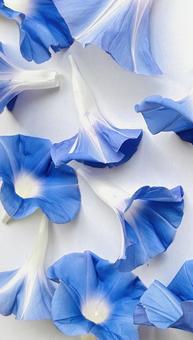 朝顔 朝顔,花,青いの写真素材