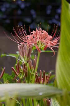 彼岸花の写真