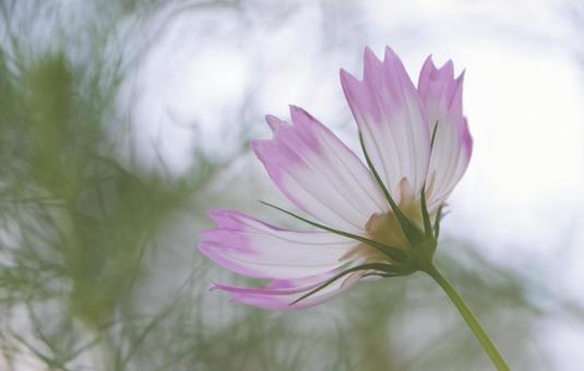 コスモス コスモス,アップ,一輪の写真素材