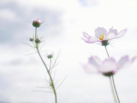 背景に合うコスモス 背景に合うコスモスの写真