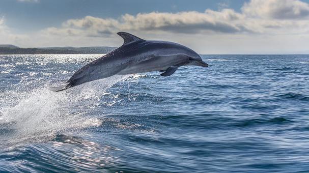 自由と躍動感:海を駆けるイルカの瞬間 自由と躍動感:海を駆けるイルカの瞬間の写真