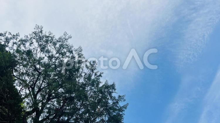 新緑の木々と空 空,葉,緑の写真素材