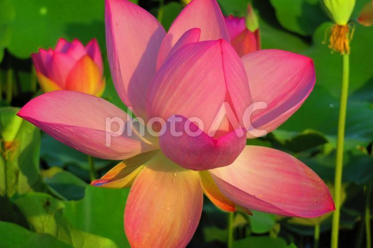 ８月上旬の三豊市の朝のハスの花畑 背景,ハス,蓮の写真素材
